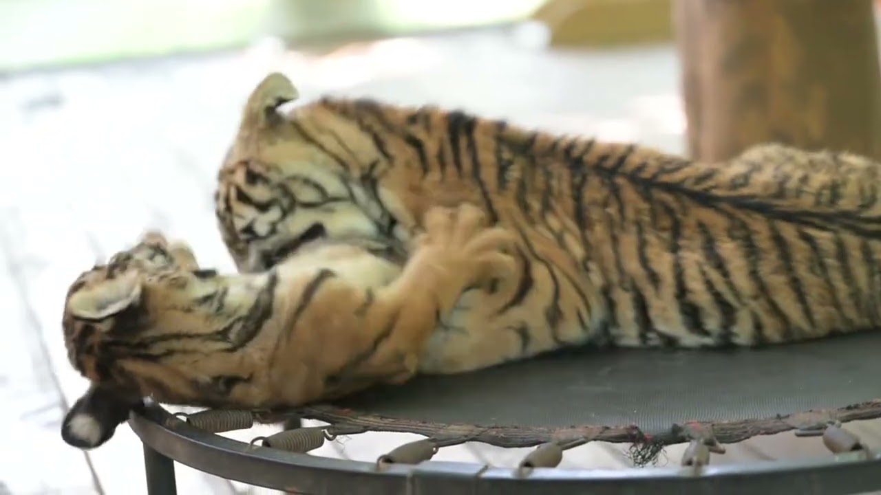 🐯🐯🐯WOW!!! adorable tiger cub #tigercub  #tiger #kitten #foryou #fpy #cute #kitty #zoo #adorable