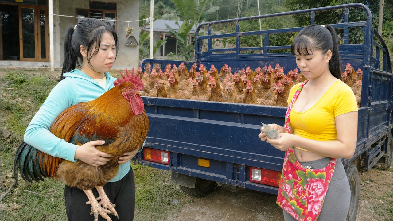 [ TIMELAPSE ] She Sold Giant Farm Roosters From Her Countryside Chicken Farm