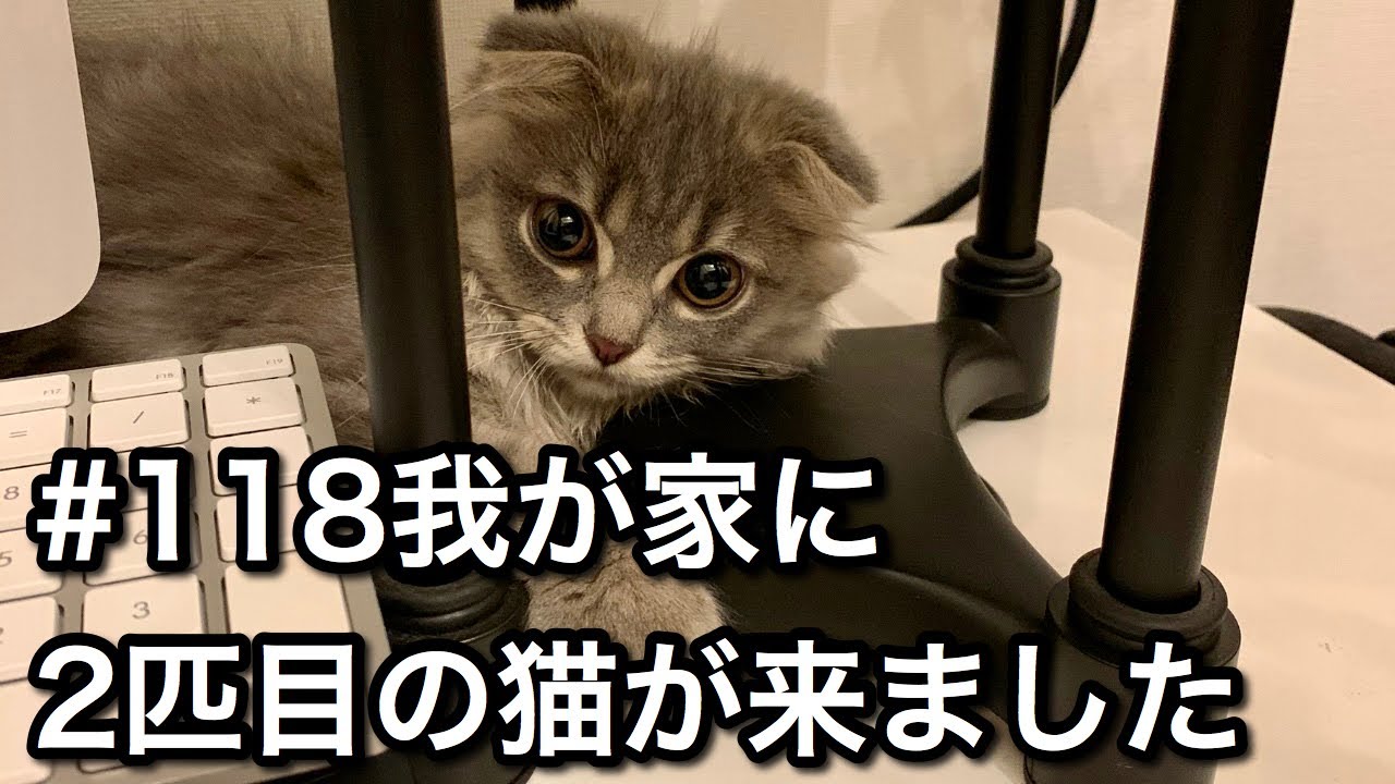 #118 我が家に2匹目の猫が来ました