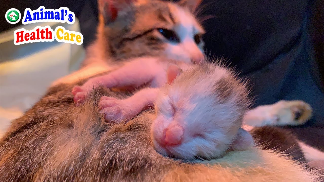 Kittens like angels after being saved from Cat meat shop - Day 4 after rescue