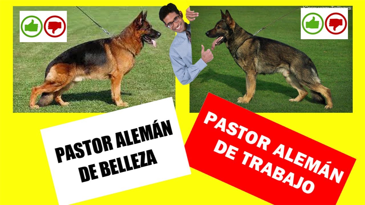 Diferencias entre líneas de Pastor Alemán de Trabajo y Belleza