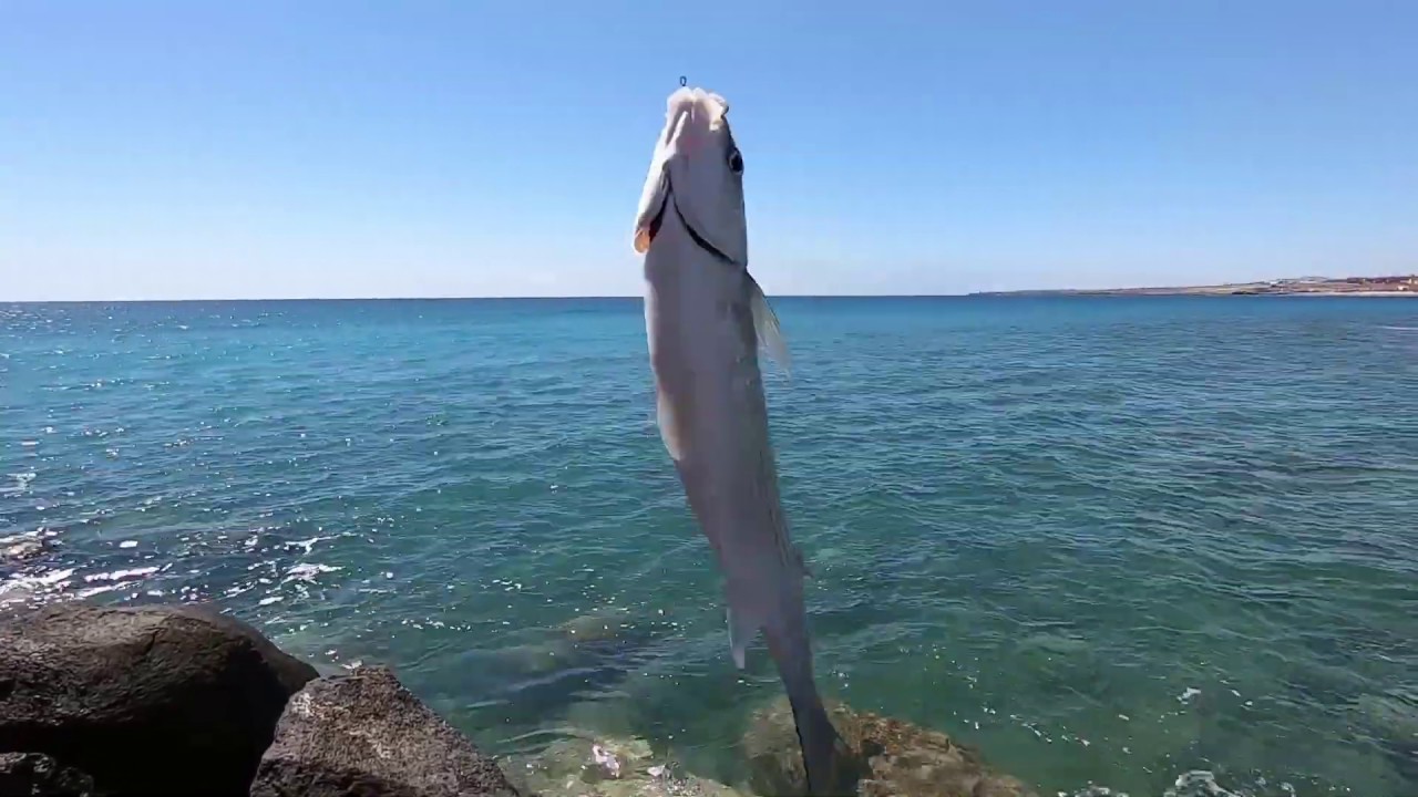 Flathead Grey Mullet [Mugil Cephalus] Sea Fishing with Bread in Fuerteventura