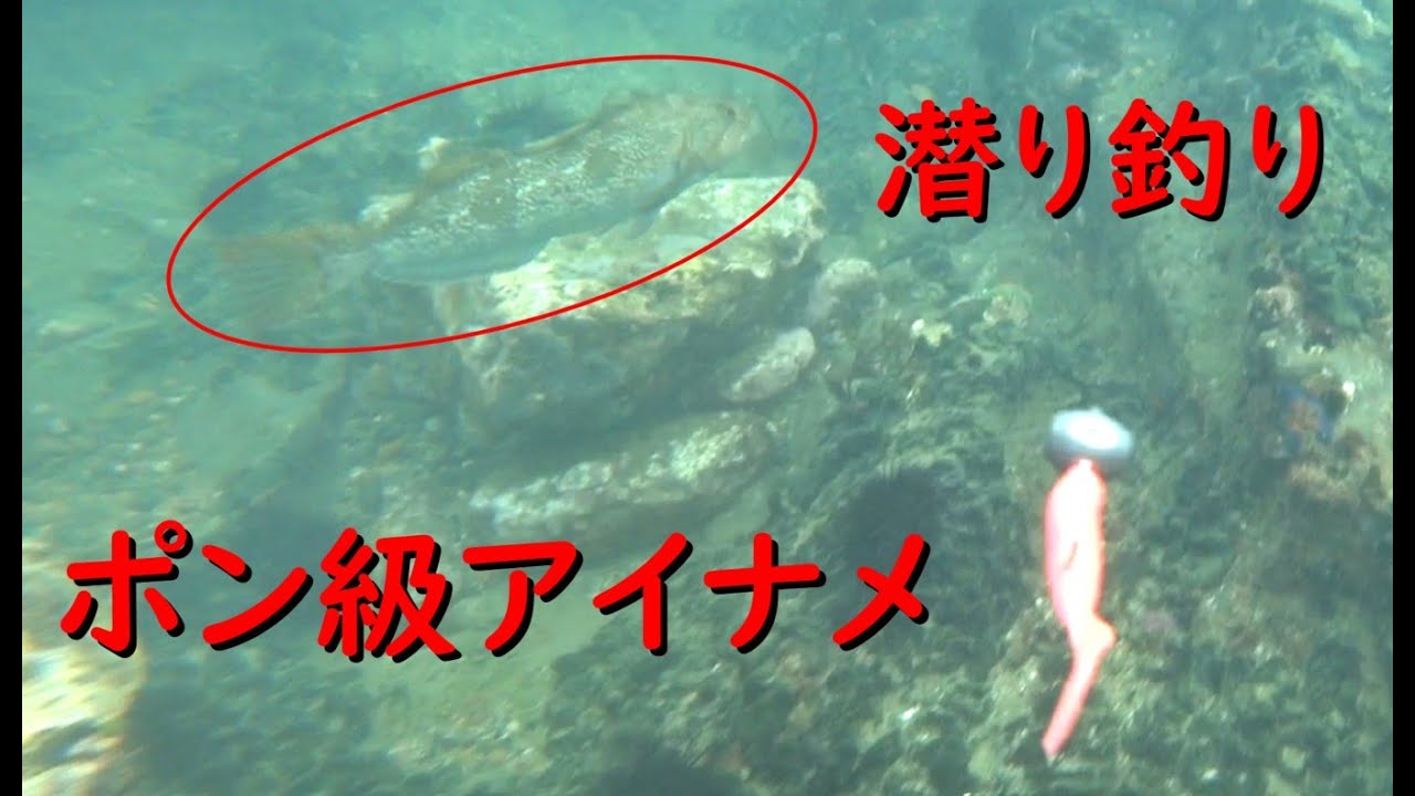 水中潜り釣りでポン級アイナメを釣るぞ！【水中映像】