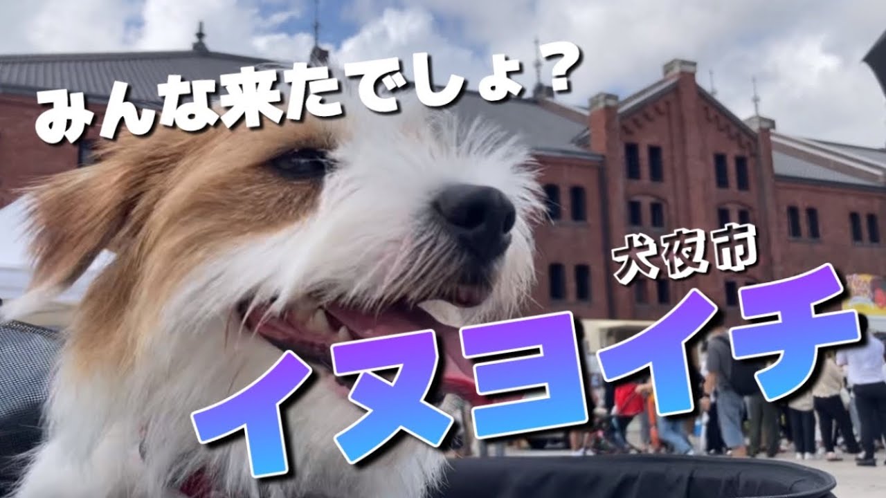 【イヌヨイチ】横浜赤レンガパークがワンコまみれ‼︎犬の祭典で最高の思い出‼︎