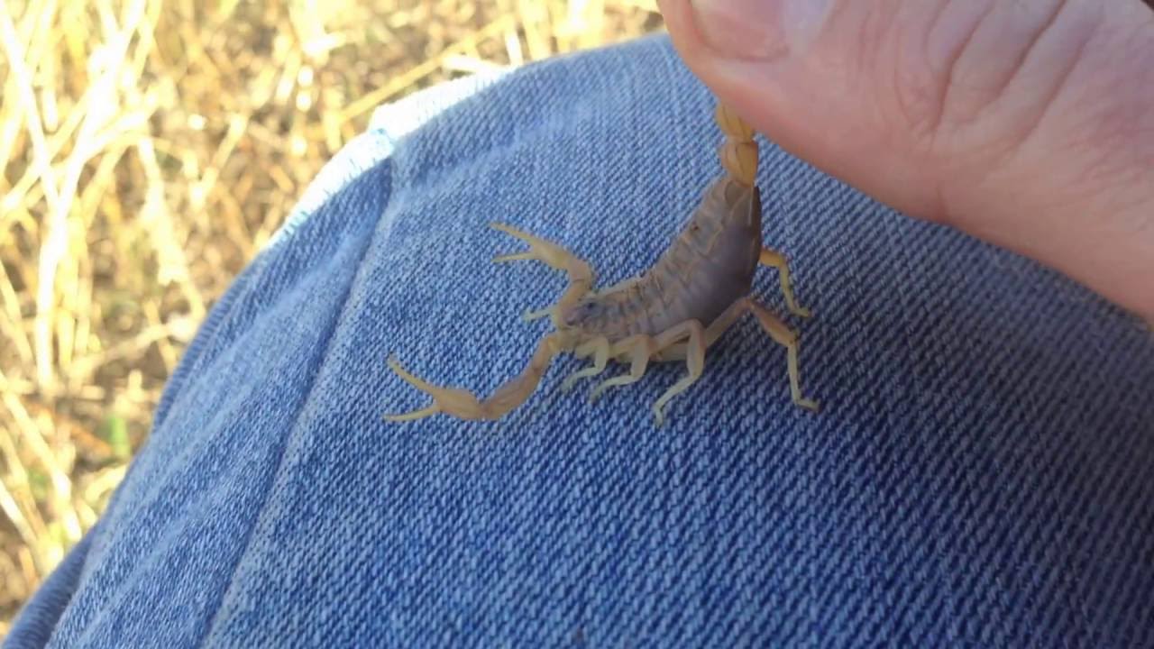 Buscando bichos bajo piedras - Capturando alacrán europeo