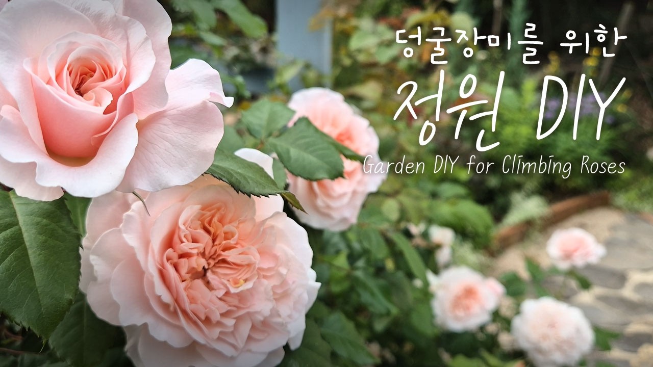 버리려던 선반의 변신 🌹 트렐리스형 덩굴장미 지지대 만들기 | 정원 DIY