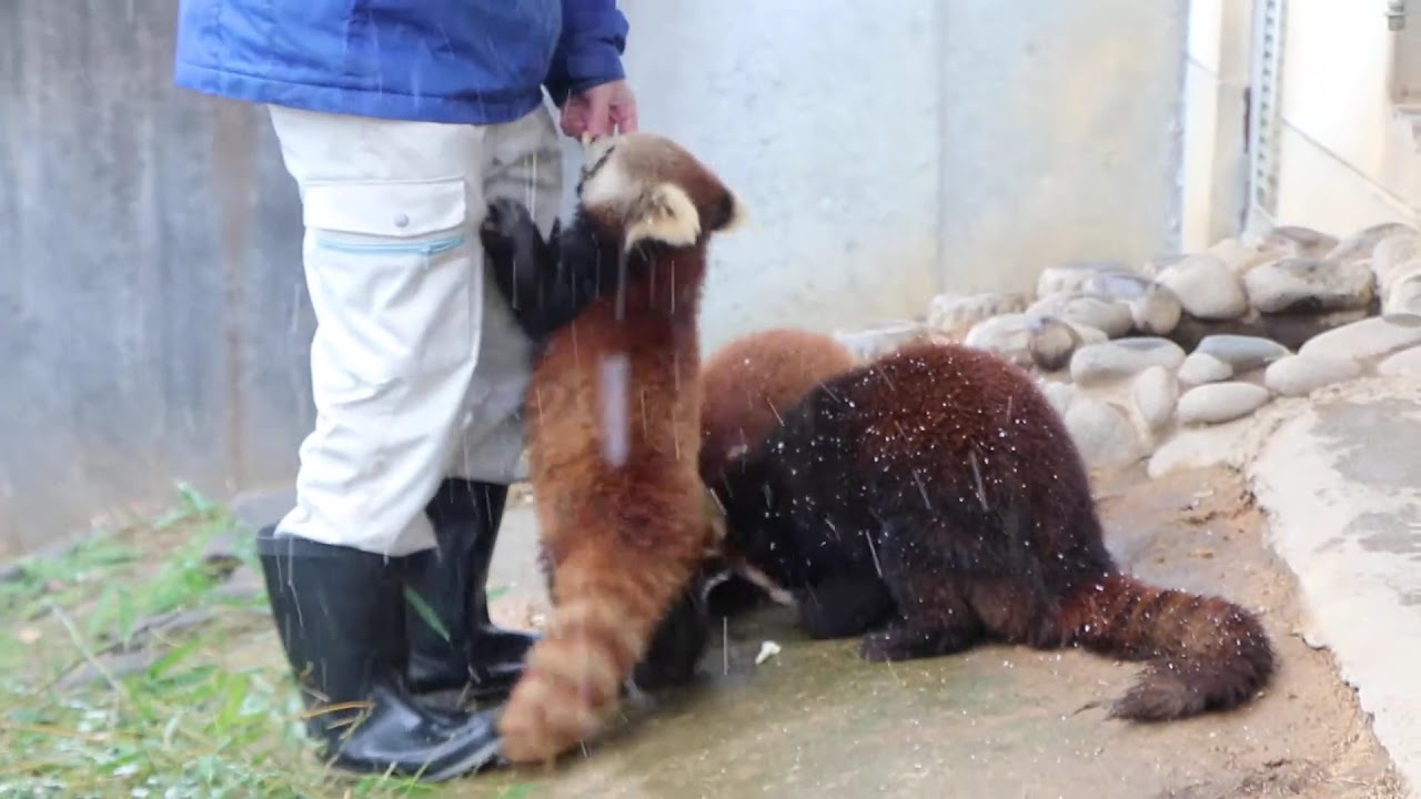 西山動物園　レッサーパンダ　まつば，レイファ，ニーコ雪の中のお食事風景