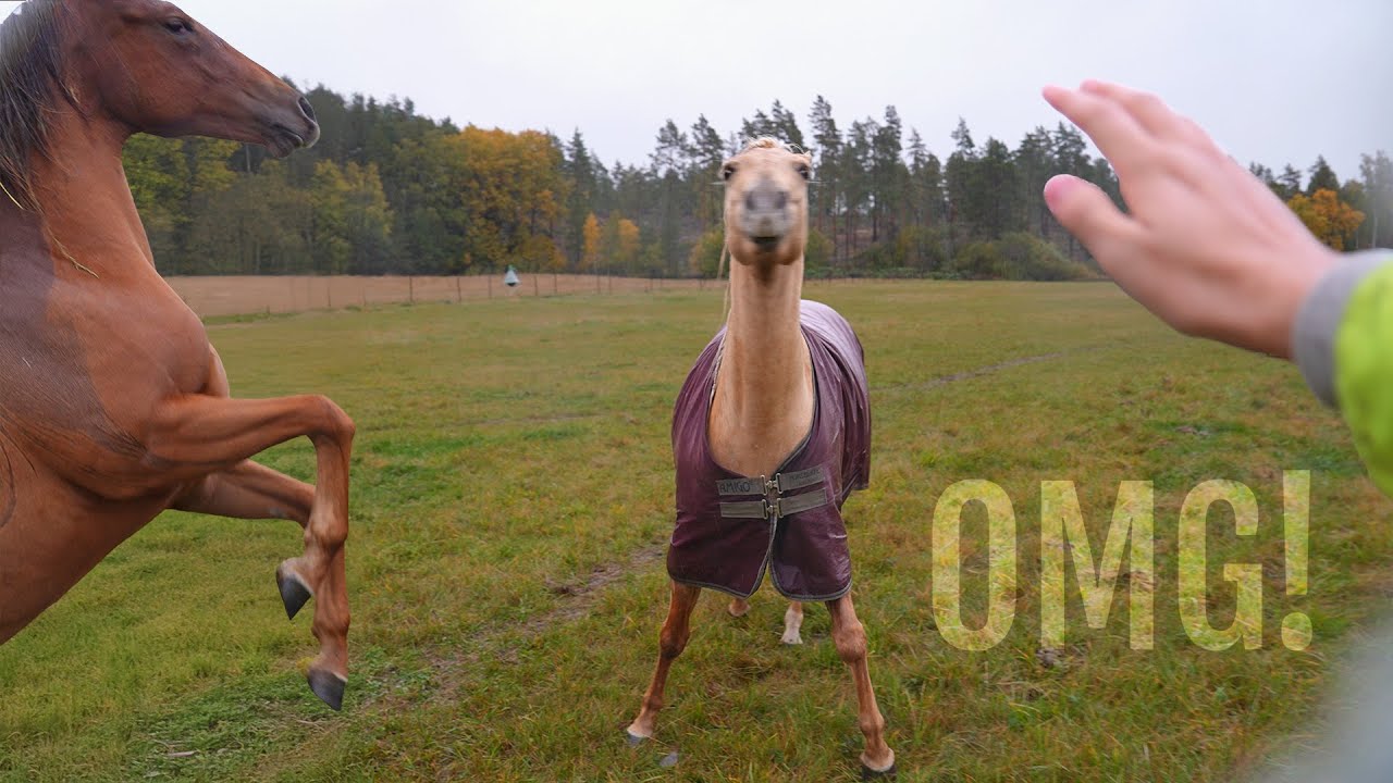 OH NO! My horses are CHASING my camera man...