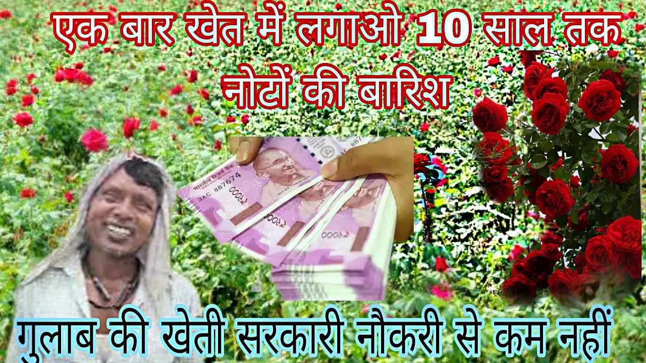 गुलाब खेती एक बार लगाने के बाद 10 साल तक नोटों की बारिश। किसान भाइयों के लिए खुशखबरी