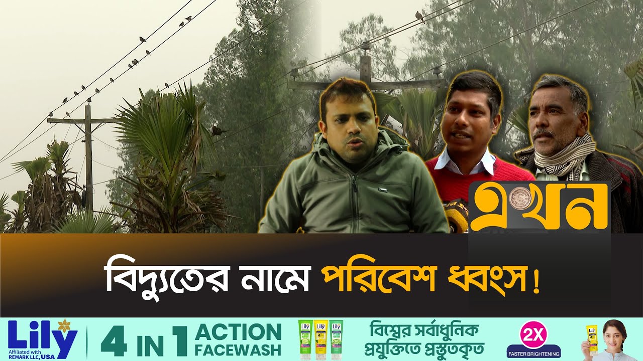 পাবনা মহাসড়কে পরিবেশ বি*প'র্যয়, ৪শ’ তালগাছ কেটে ফেললো পল্লী বিদ্যুৎ | Pabna News | Ekhon TV
