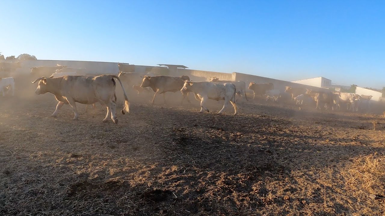 SANEAMIENTO ANUAL, TORMENTAS, UNA VACA SOLITARIA Y... LOS RESULTADOS!!