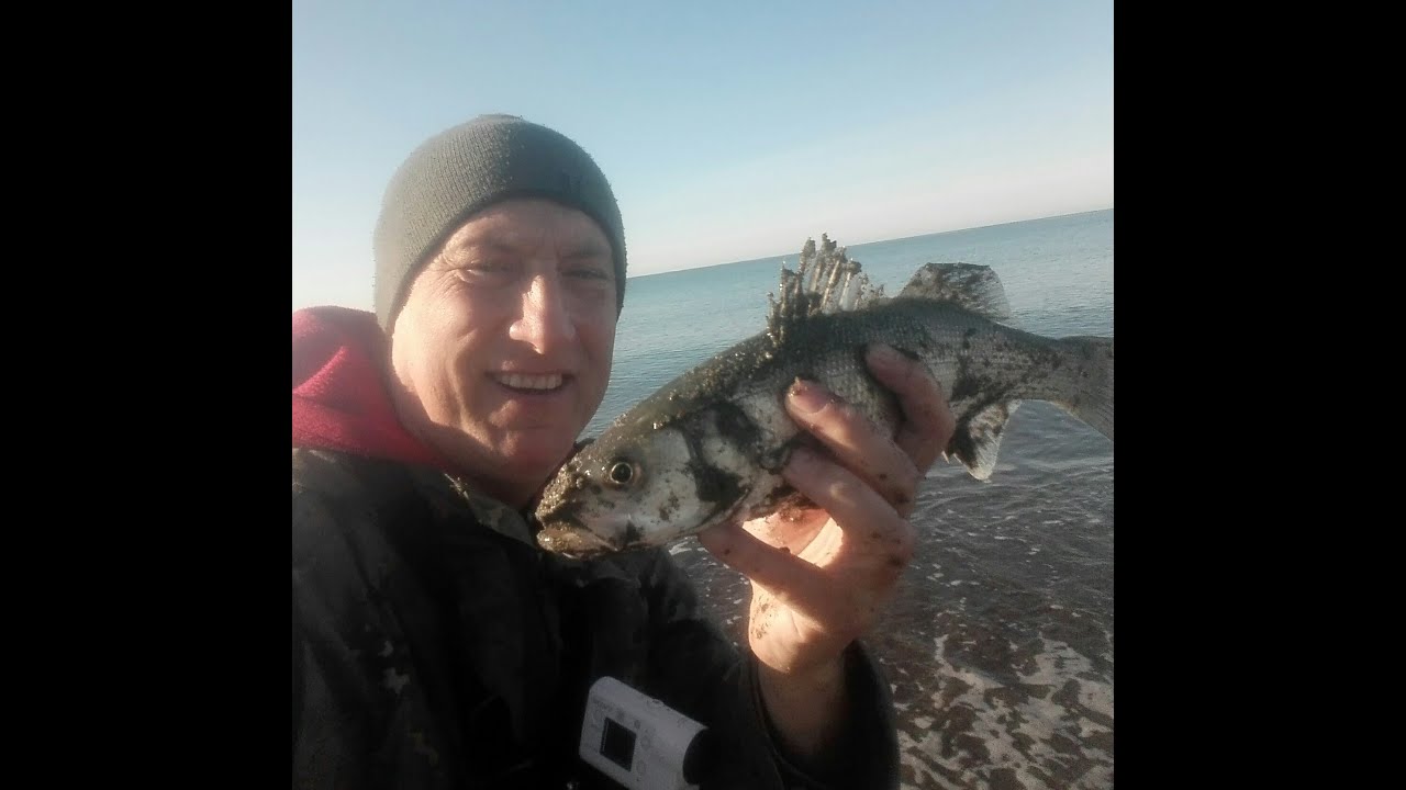 spinning spigola attacco in diretta le ho provate tutte bombarda raglou black minnow jerk spotter ji