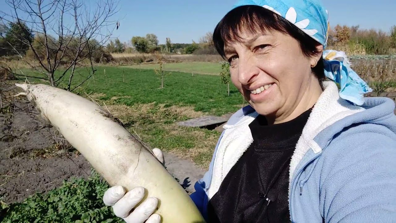 Дайкон Клык Слона урожай 2021/НАТАЛИЯ БОС