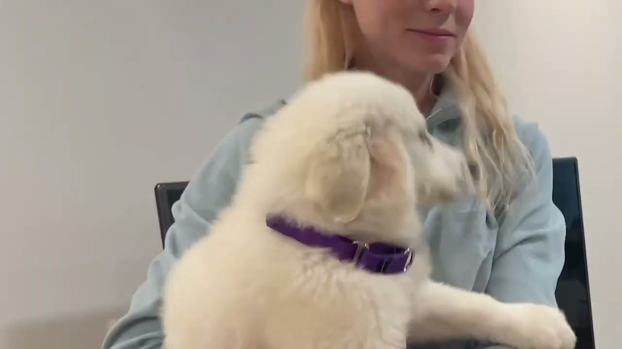 Setting your puppy up for success