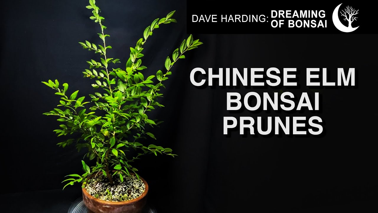 Chinese Elm Bonsai Prune, September 2024