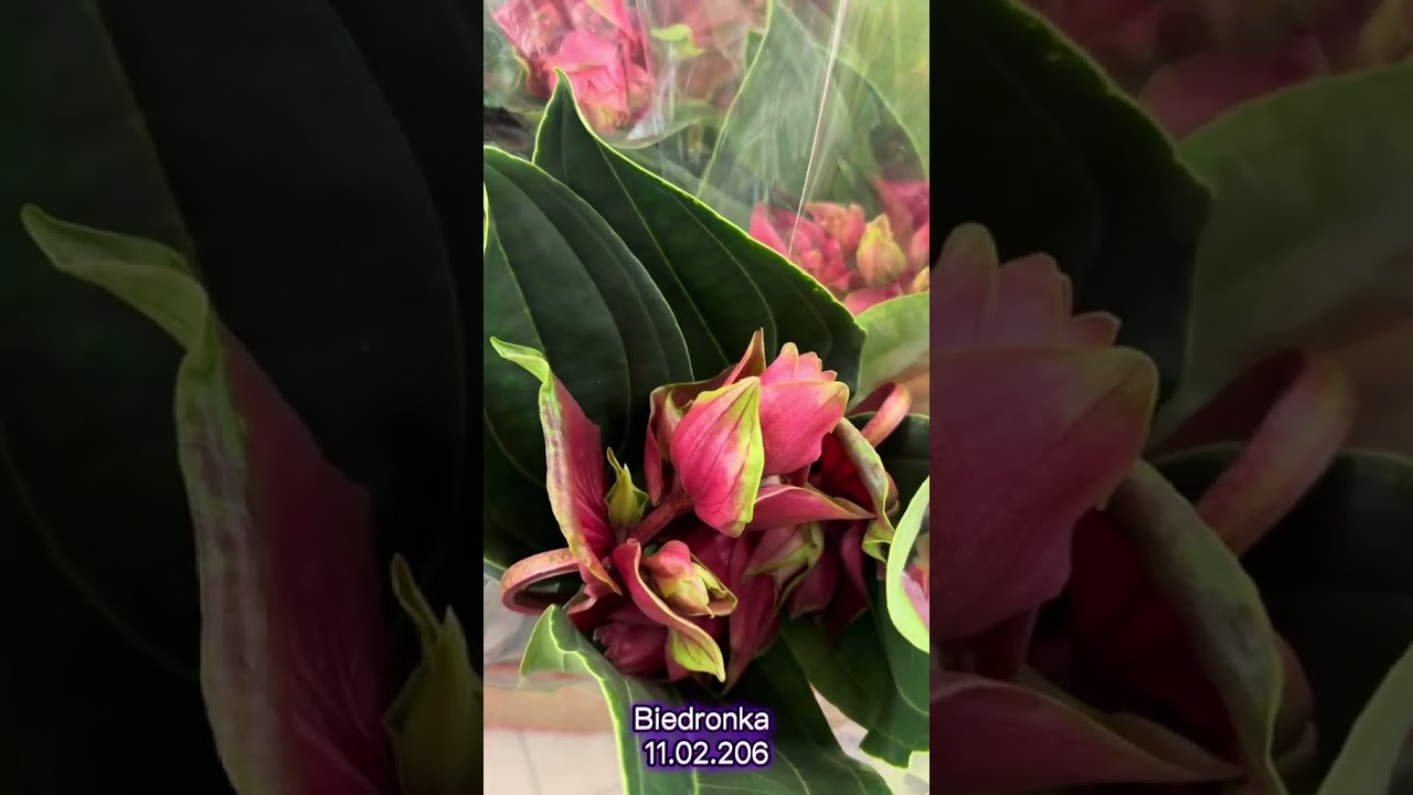 Medinila w Biedronce (11.02.2026) #medinila #plants #rosliny #plantlover