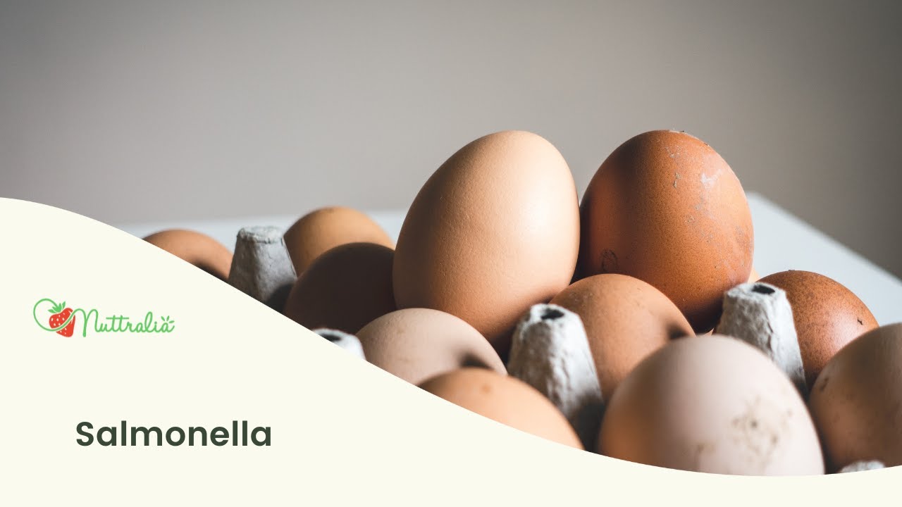 Salmonella | Manipulador de alimentos