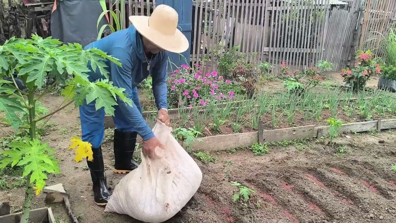 Plantando coentro|parte 2😃🙏🙌