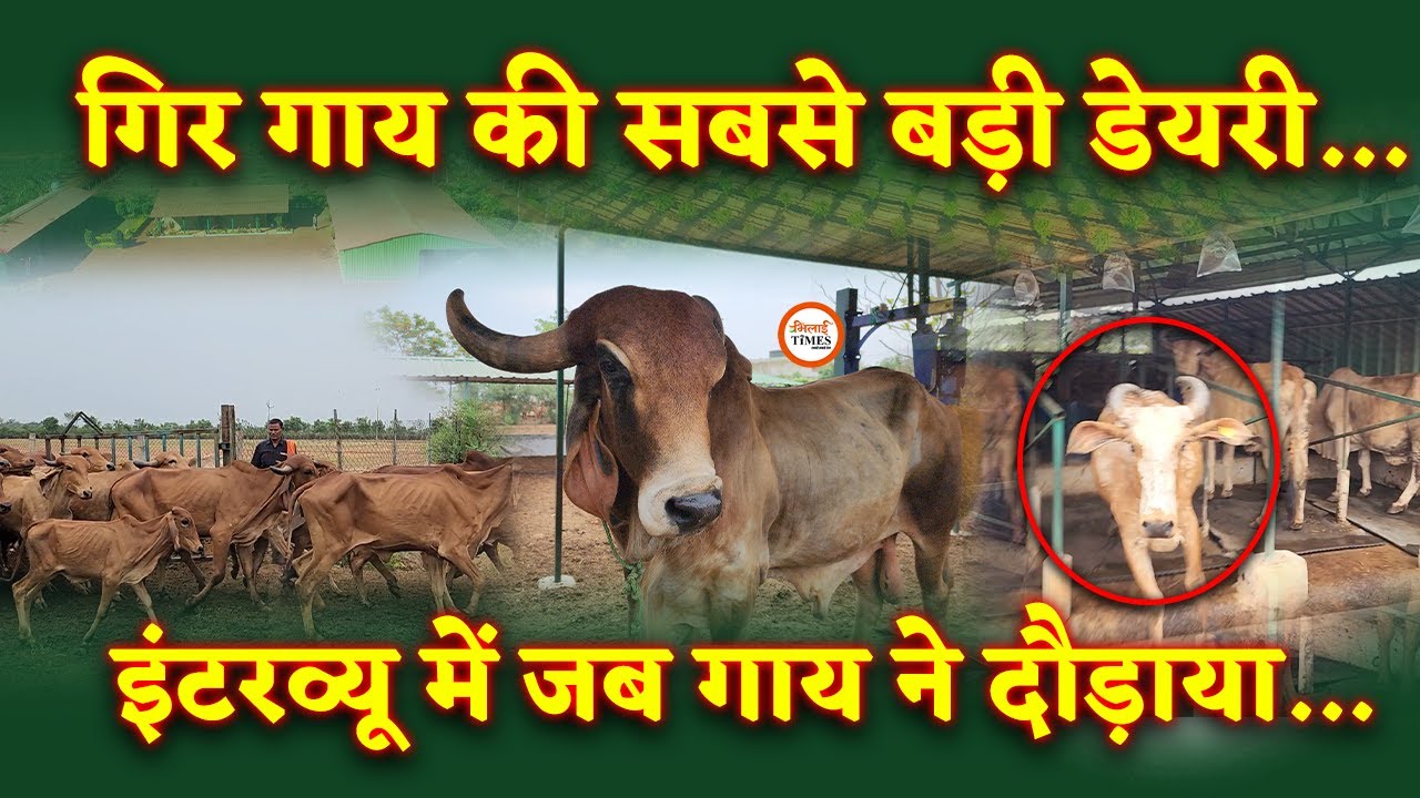 Chhattisgarh में गिर गाय की सबसे बड़ी डेयरी| दूध और चारा सुनकर हो जाएंगे हैरान|SJ Farm|Yashwant Sahu