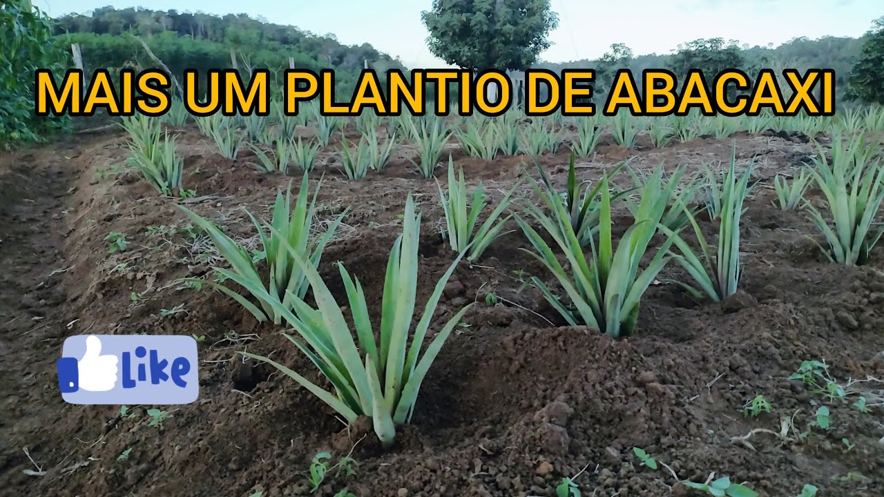 MAIS UM PLANTIO DE ABACAXI