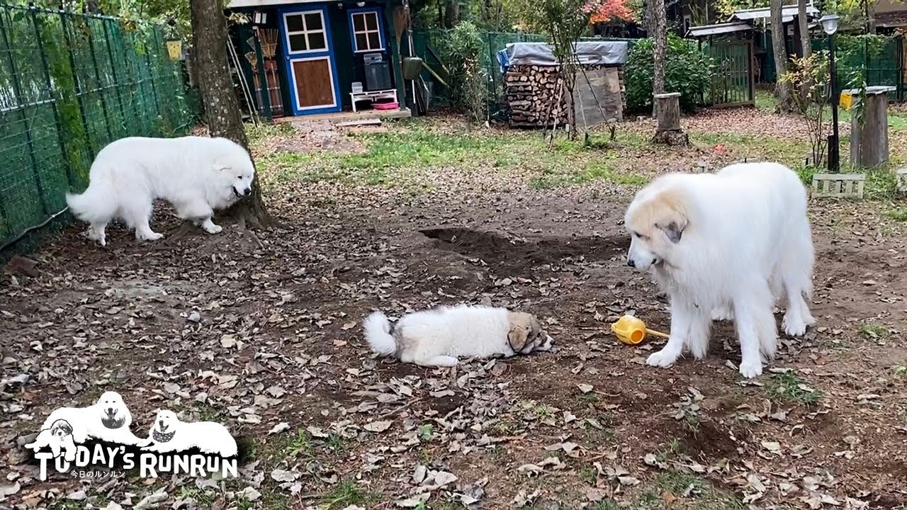 黄色いジョーロをベルに渡したくないアランです　Great Pyrenees　グレートピレニーズ