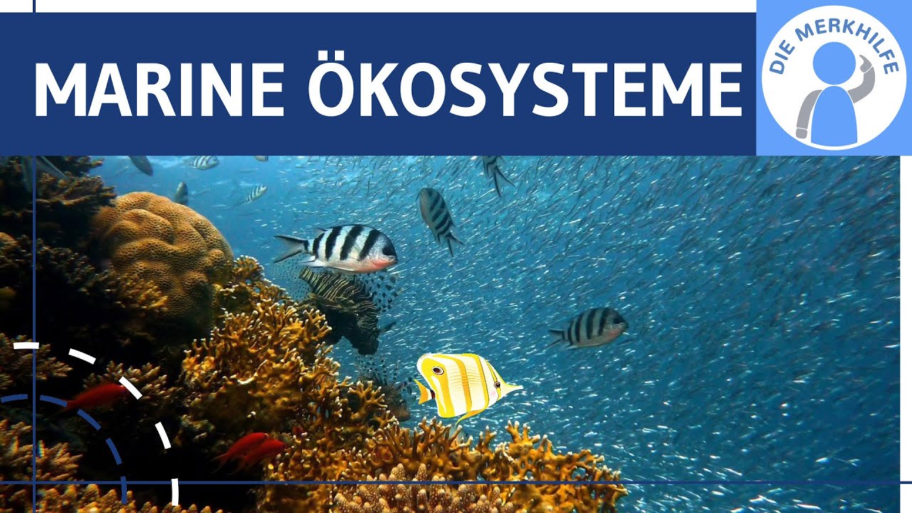 Marine Ökosysteme - Nutzung, Fischfang, Rohstoffe, Energie & Folgen der anthropogenen Einflüsse