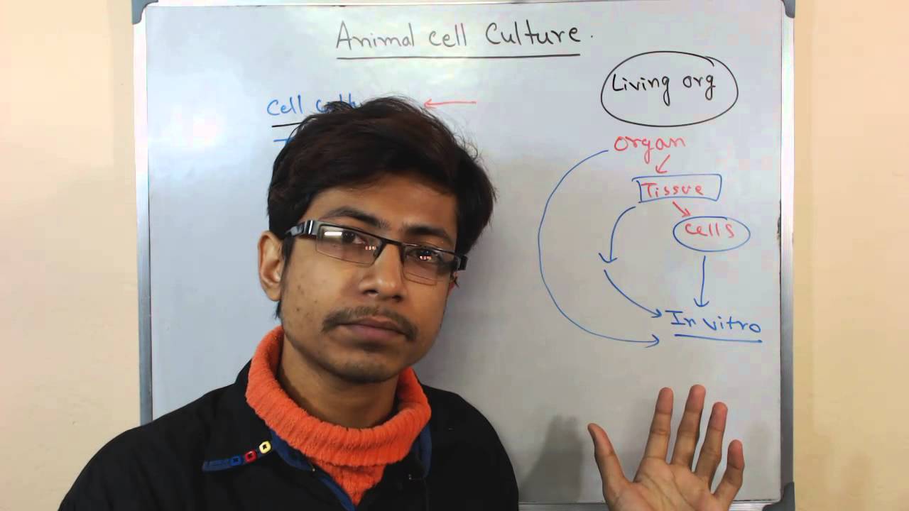 Mammalian cell culture 1 - introduction to cell culture