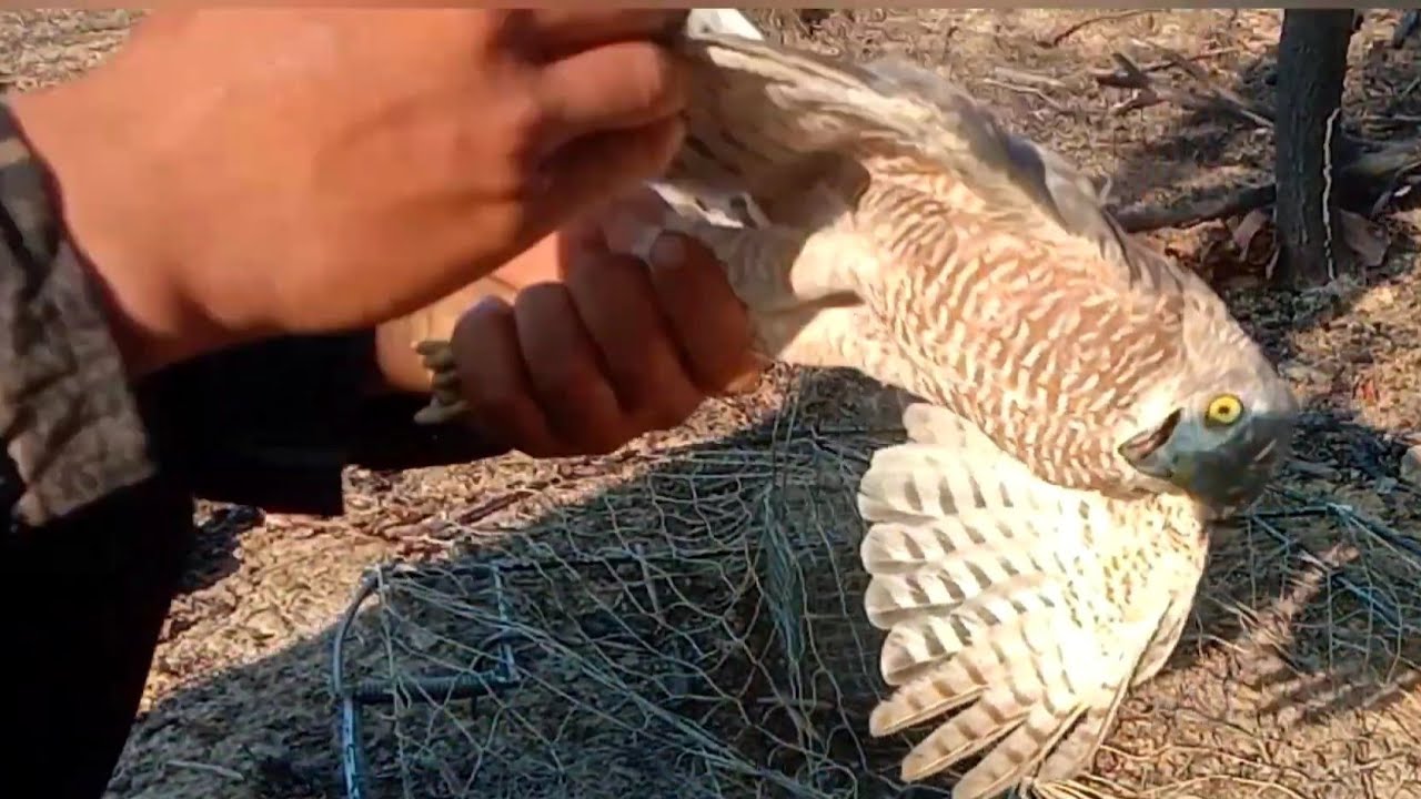 Dùng Mồi gà con để bẫy chim săn mồi kết hợp tiếng nhái é | trap birds of prey