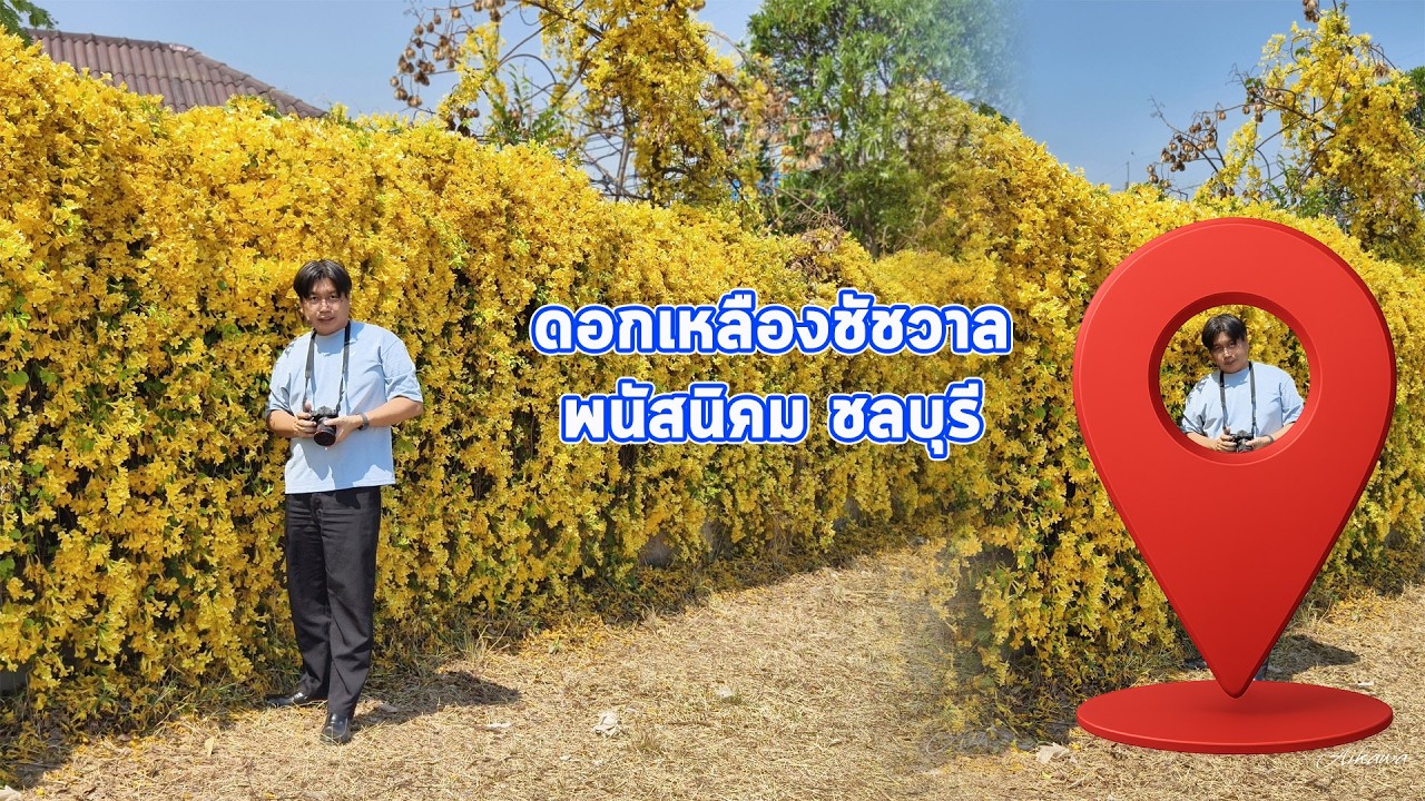 ดอกเหลืองชัชวาล ที่พนัสนิคม จังหวัดชลบุรี จุดเช็คอินใหม่