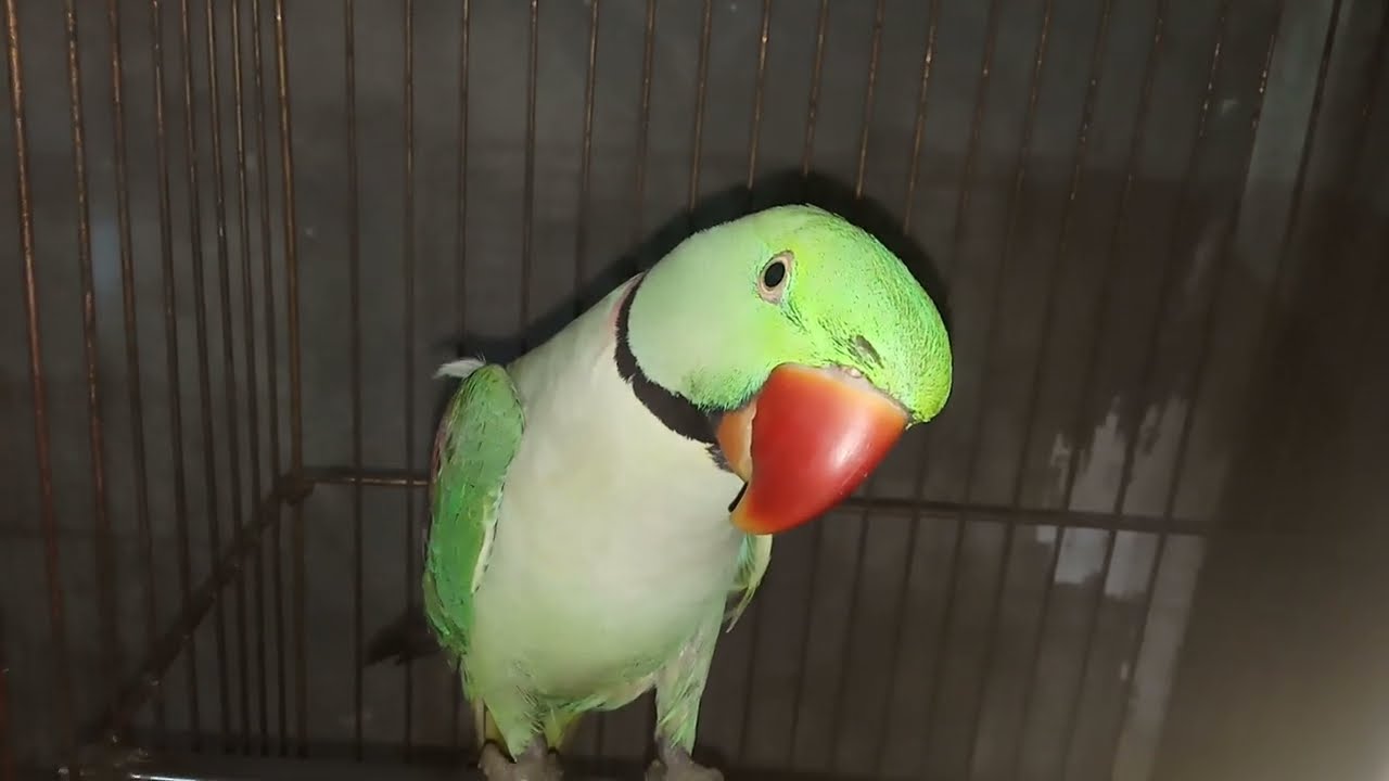 Max is my \baby King \magical amazing \beautiful \parrot in \wow \wendarfuff king \magical