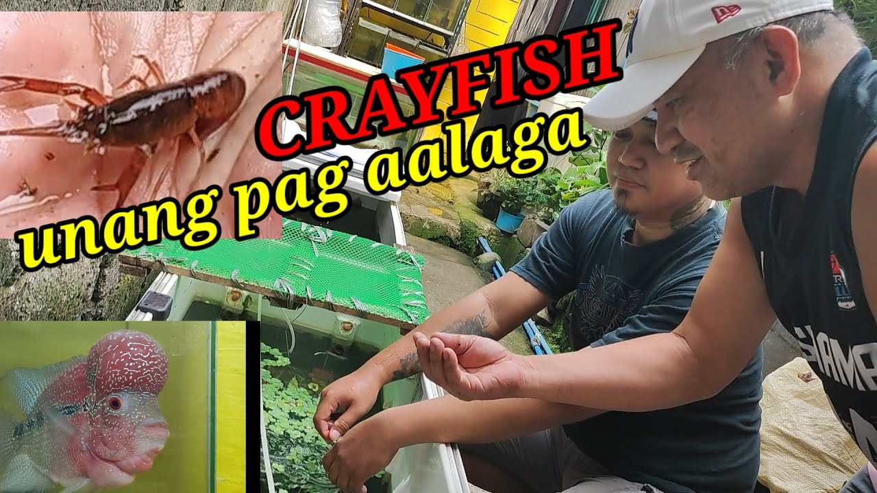 CRAYFISH UNANG PAG AALAGA/DUMAYO SA PAG BILI NG AUSTRALIAN RED CLAW (ARC)