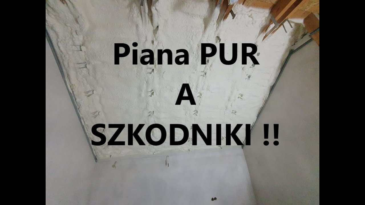 Szkodniki a piana pur