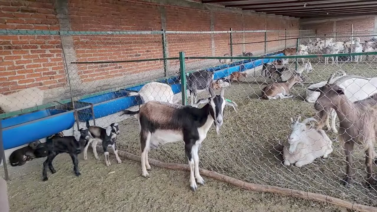 chivos cabritos🐐🐐 tamaños y el proseso de venta