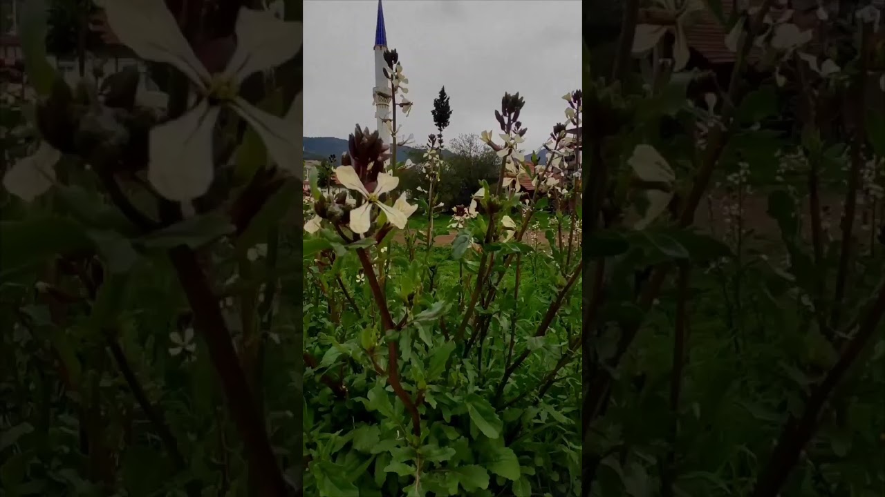 #bucak #bucakg&uuml;nl&uuml;ğ&uuml;