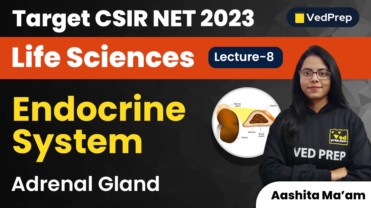 Adrenal Gland | Endocrine System | CSIR NET 2023 Life Sciences | VedPrep Biology Academy