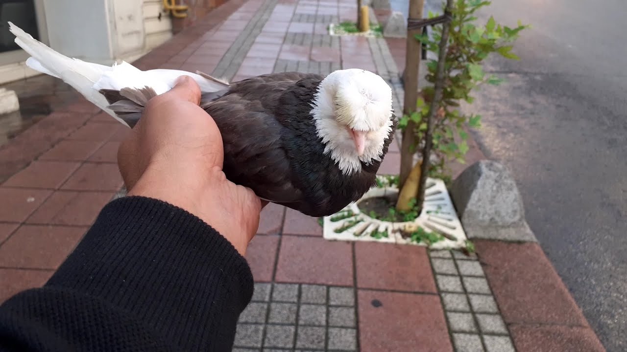 &Ccedil;&ouml;pl&uuml;kte Ala G&uuml;vercin Buldum ( &Ouml;lmek &Uuml;zere )