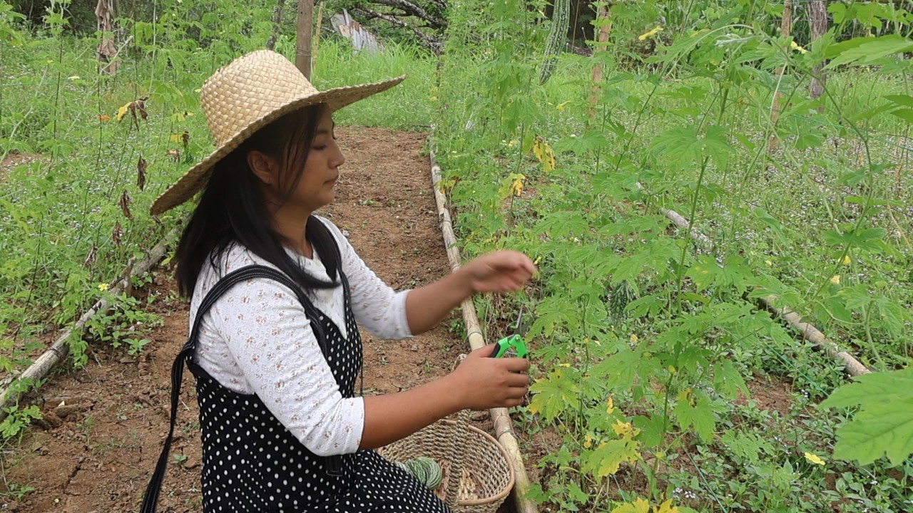 Garden to Table: Cooking Fresh Harvest Bitter Melon | Filipino Countryside Life