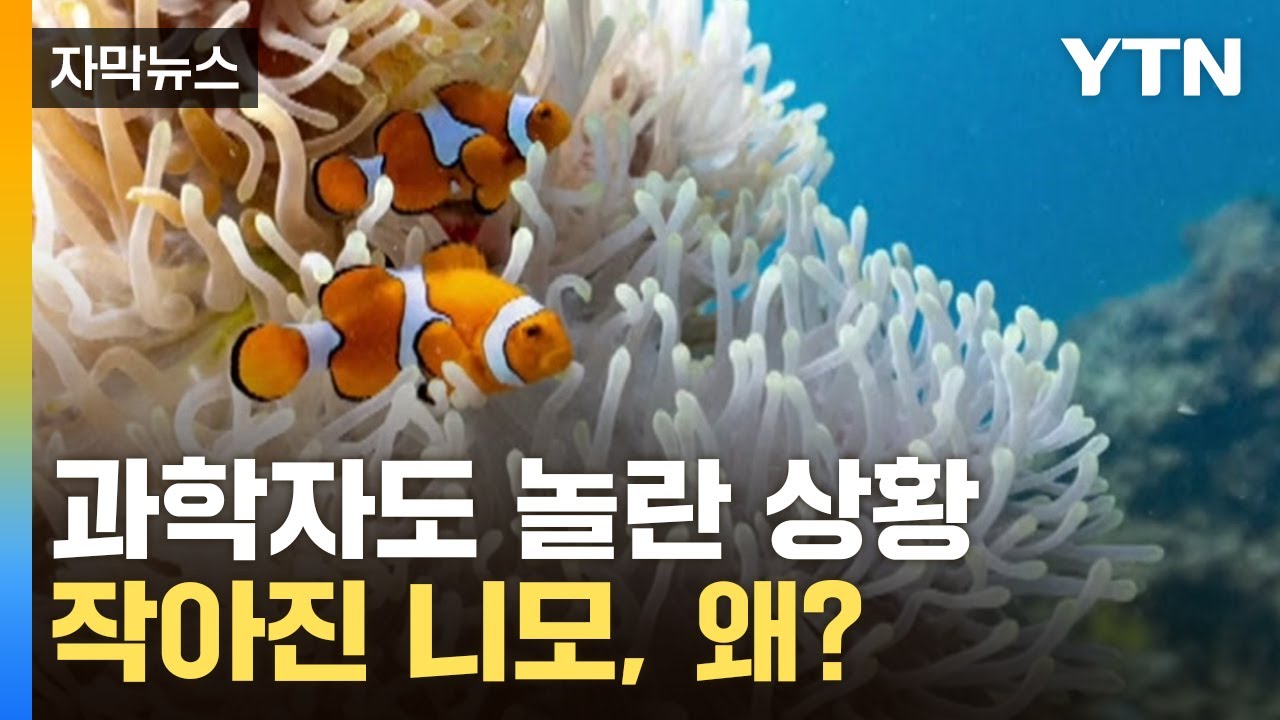 [자막뉴스] 작아진 '니모'...해양 생물의 이상징후 / YTN