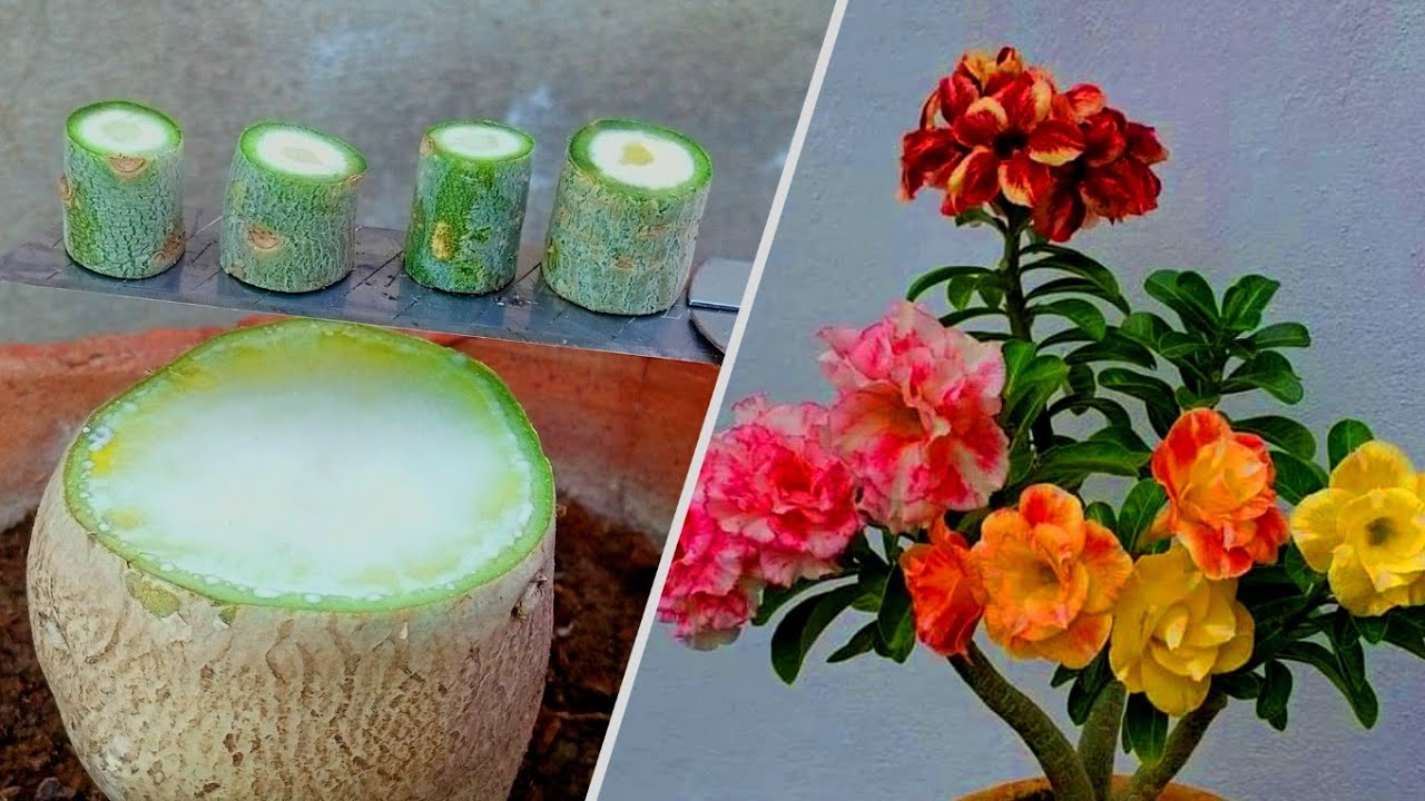 Desert Rose Simple Multiple Grafting Method | Graft Adenium Plant Caudex