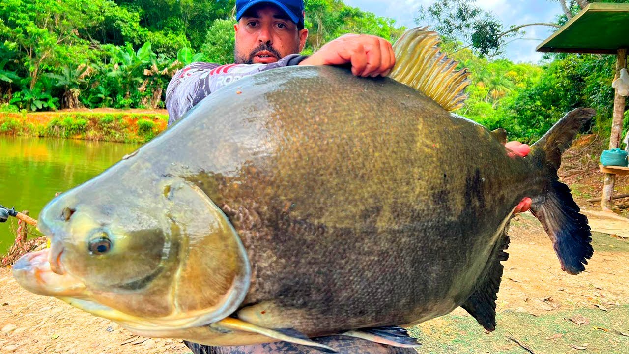 O PARAÍSO DA CEVADEIRA ESTÁ A TODO VAPOR, PEIXES GIGANTES NA SUPERFÍCIE NO 3 IRMÃOS