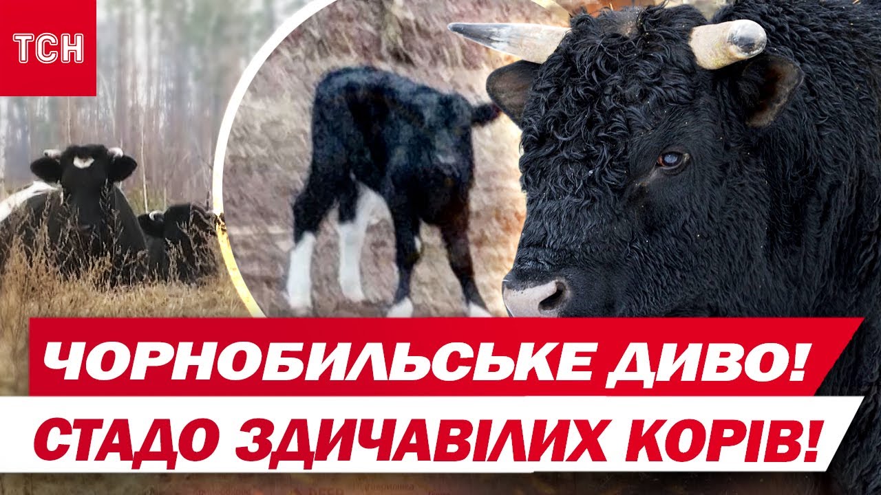 Чорнобильська чудасія! У стаді здичавілих корів біля ЧАЕС - з'явилося телятко!