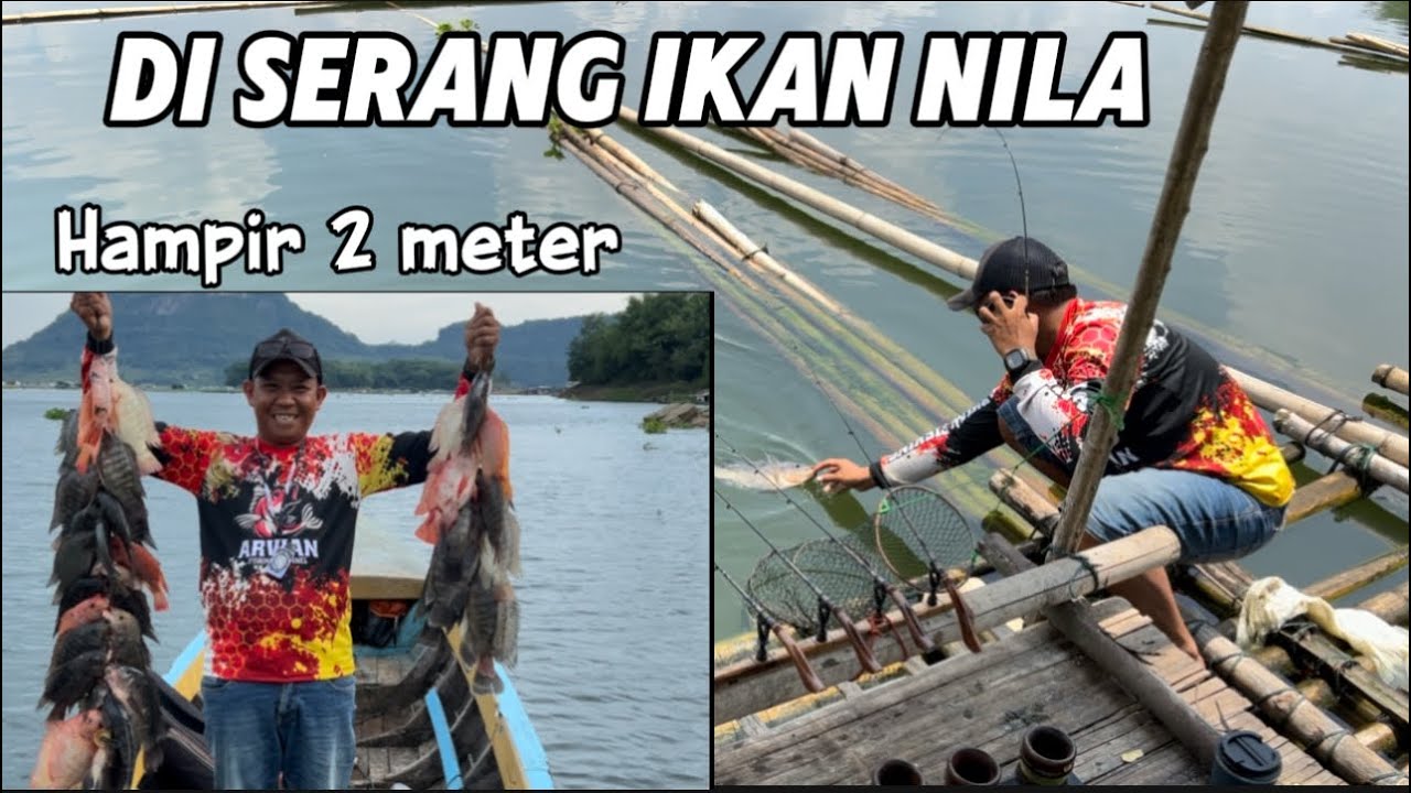 Di serang ikan nila jatiluhur  #mancingjatiluhurterbaru