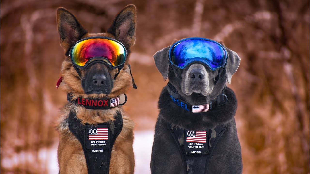 Tactipup Gear haul