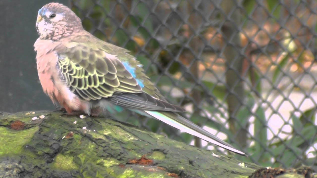 Tiere in der Kälte: Bourkesittich