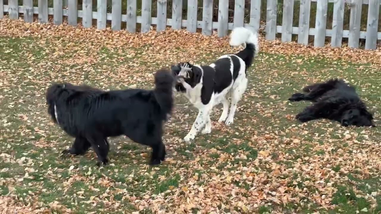 Newfangled Playing