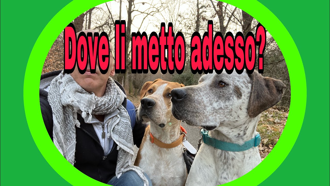 vivere in camper Risolvere il problema dei cani per sistemarli in modo sicuro e confortevole