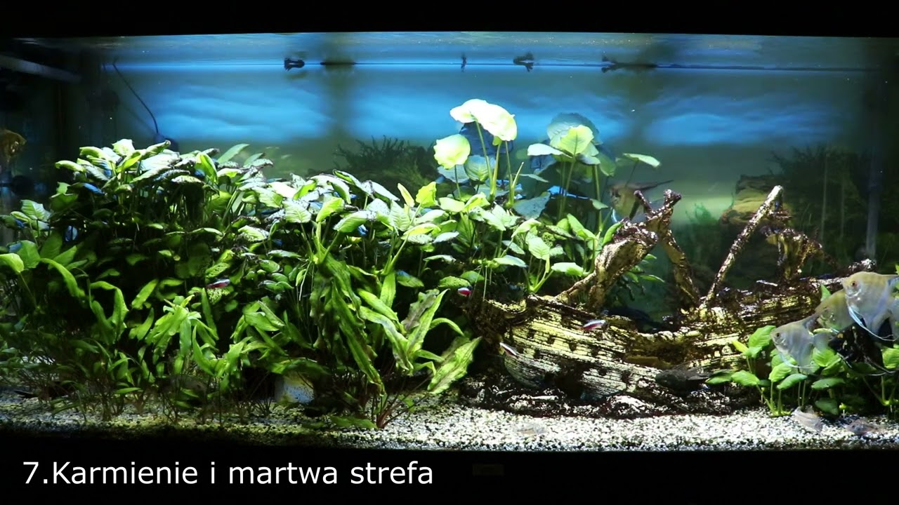 Zobacz jak bardzo łatwo zadbać o wodę i rośliny w akwarium ! Szczegóły na które warto zwrócić uwagę!