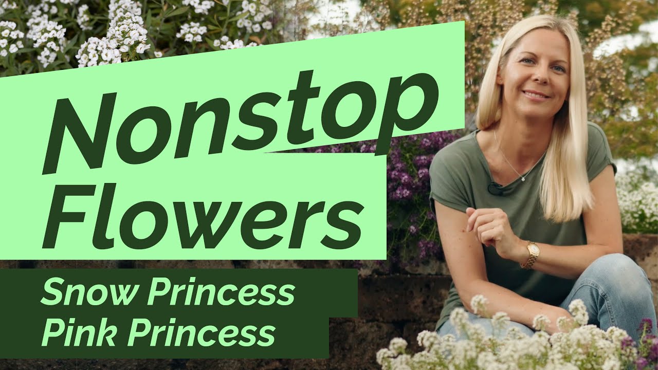 Nonstop Blooms – Pollinator-Loved Lobularia