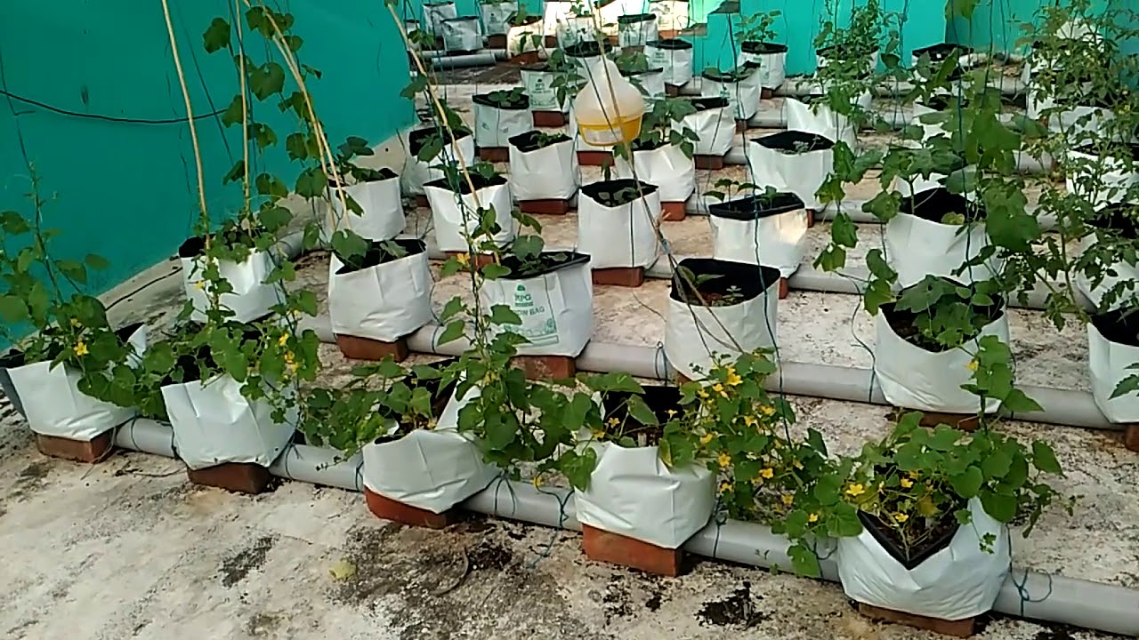 Wick irrigation on roof top. Very easy method.vegetables on full growth.