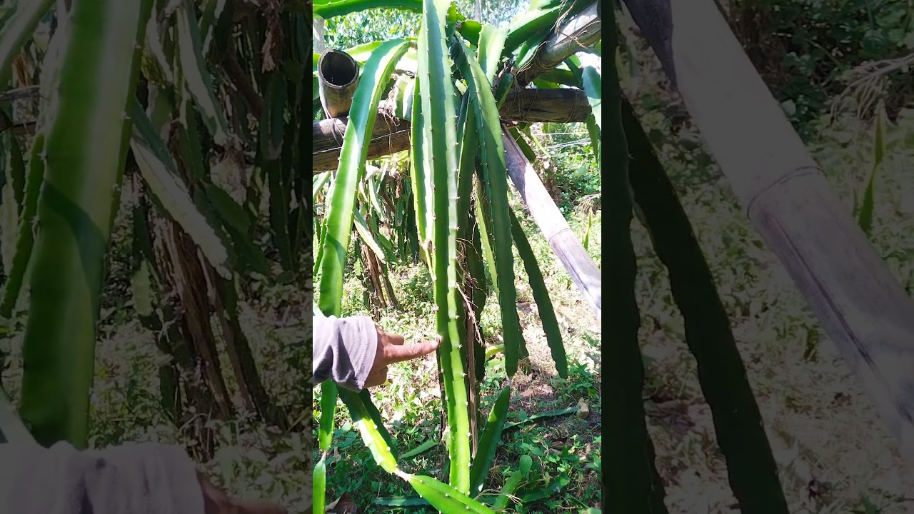 how to pruning dragon fruit 